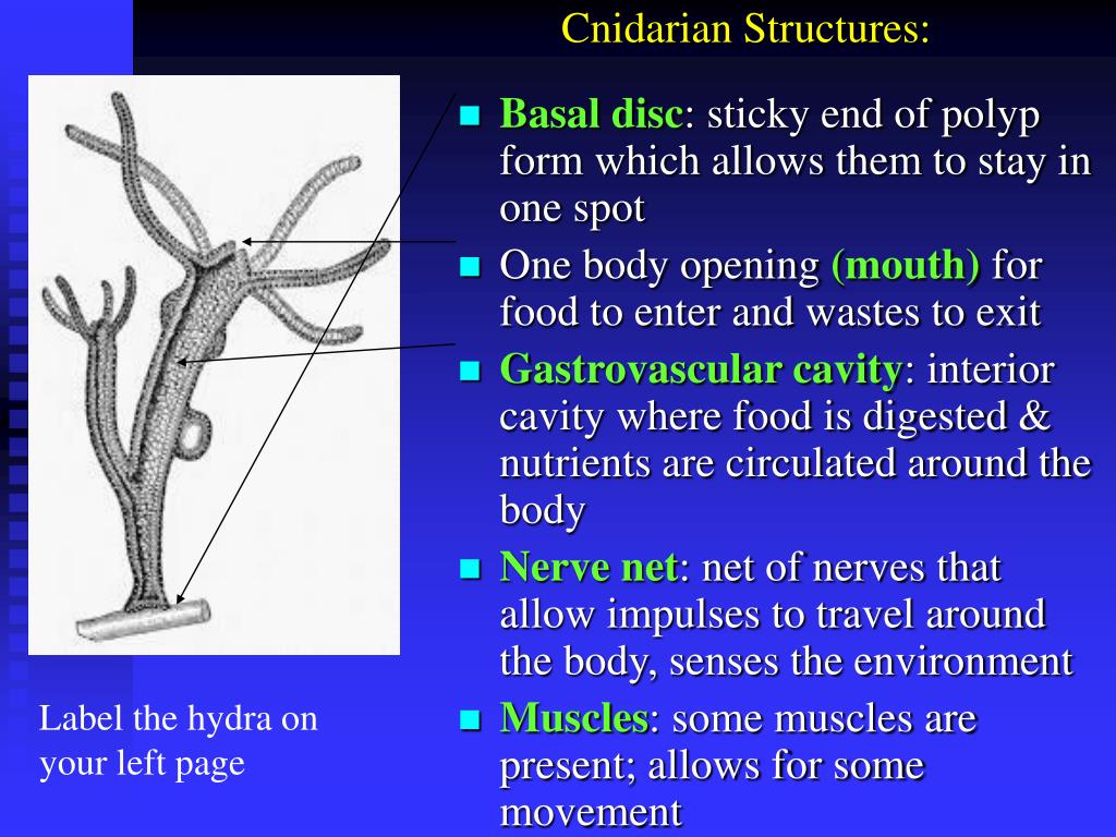 PPT - Invertebrates: Sponges and Cnidarians PowerPoint Presentation