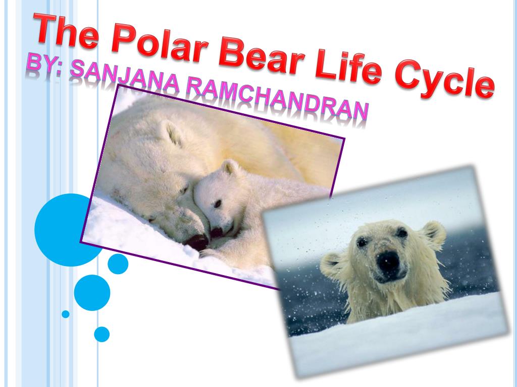 28 Life Cycle Of A Polar Bear Diagram Wiring Database 2020