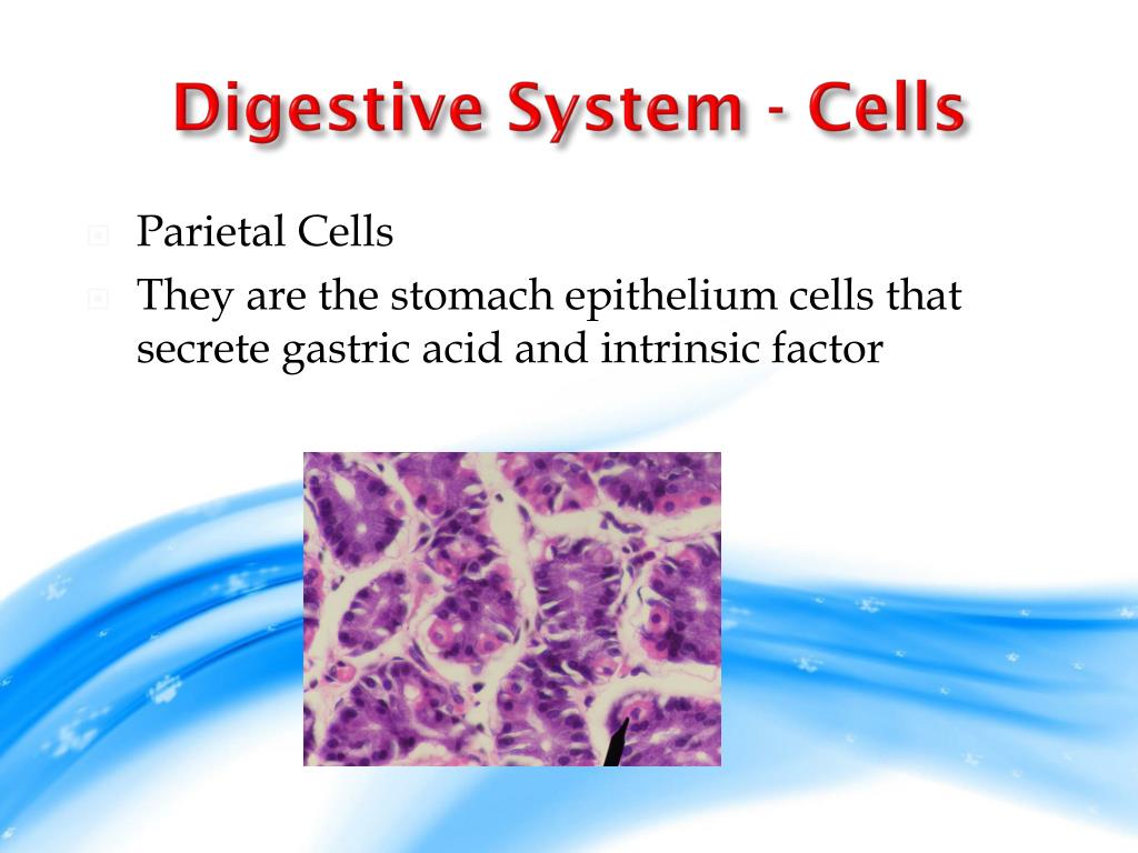 PPT Digestive System From Cells to Organism PowerPoint Presentation