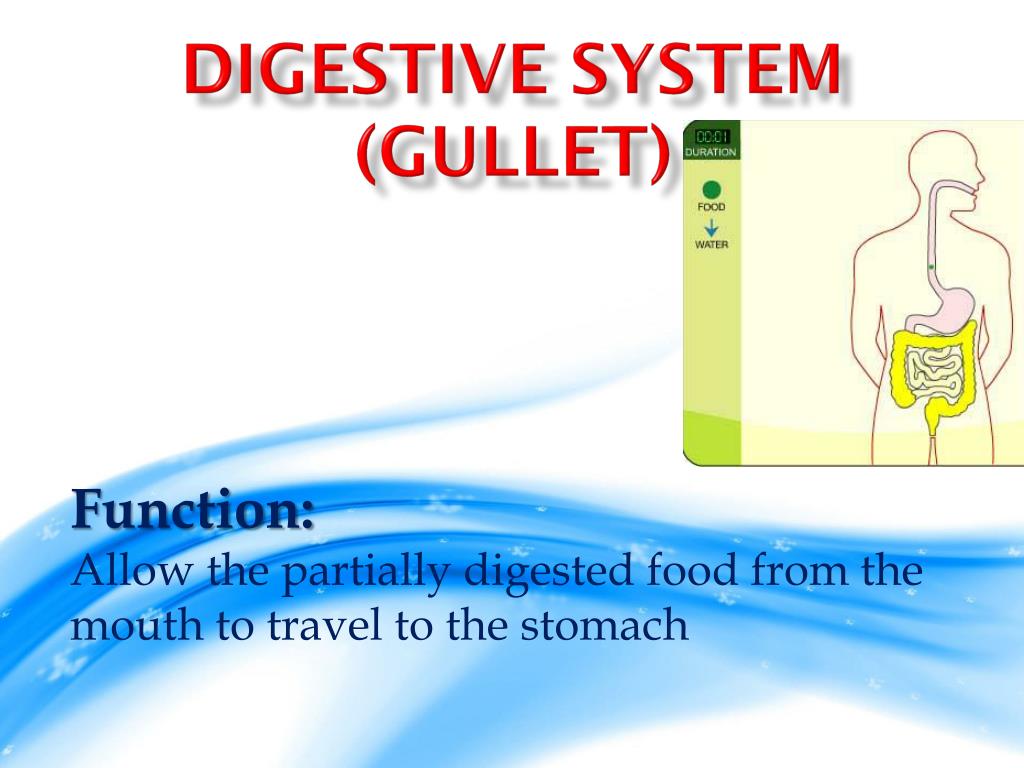 PPT Digestive System From Cells to Organism PowerPoint Presentation