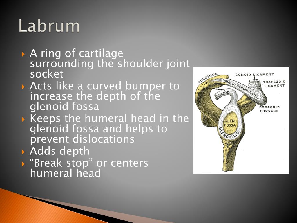 PPT The Biomechanincs of Pitching PowerPoint Presentation, free