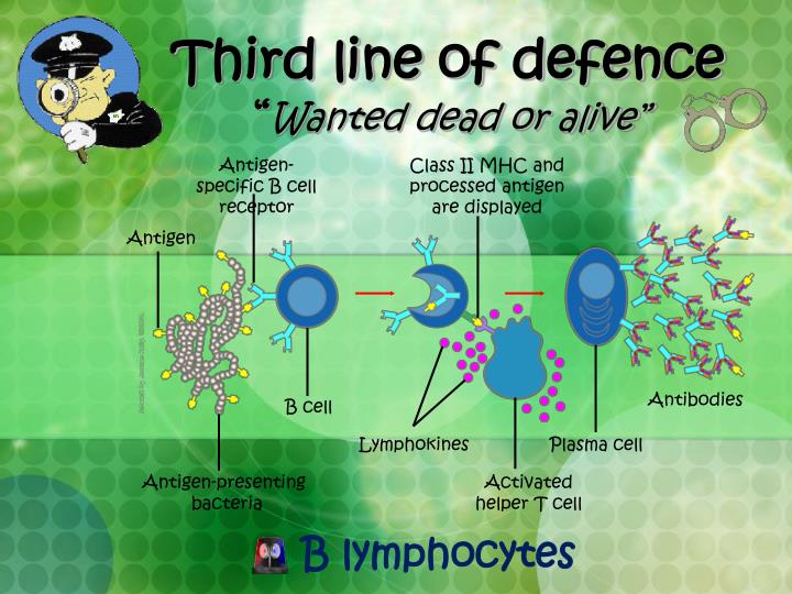 PPT The Immune System Protector of the human body PowerPoint