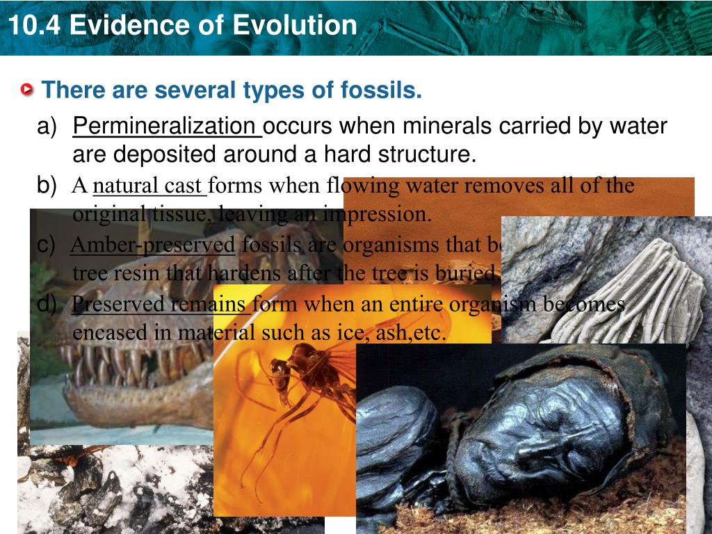 PPT KEY CONCEPT Evidence of common ancestry among species comes from