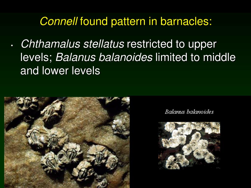 PPT POPULATION DISTRIBUTION AND ABUNDANCE PowerPoint Presentation