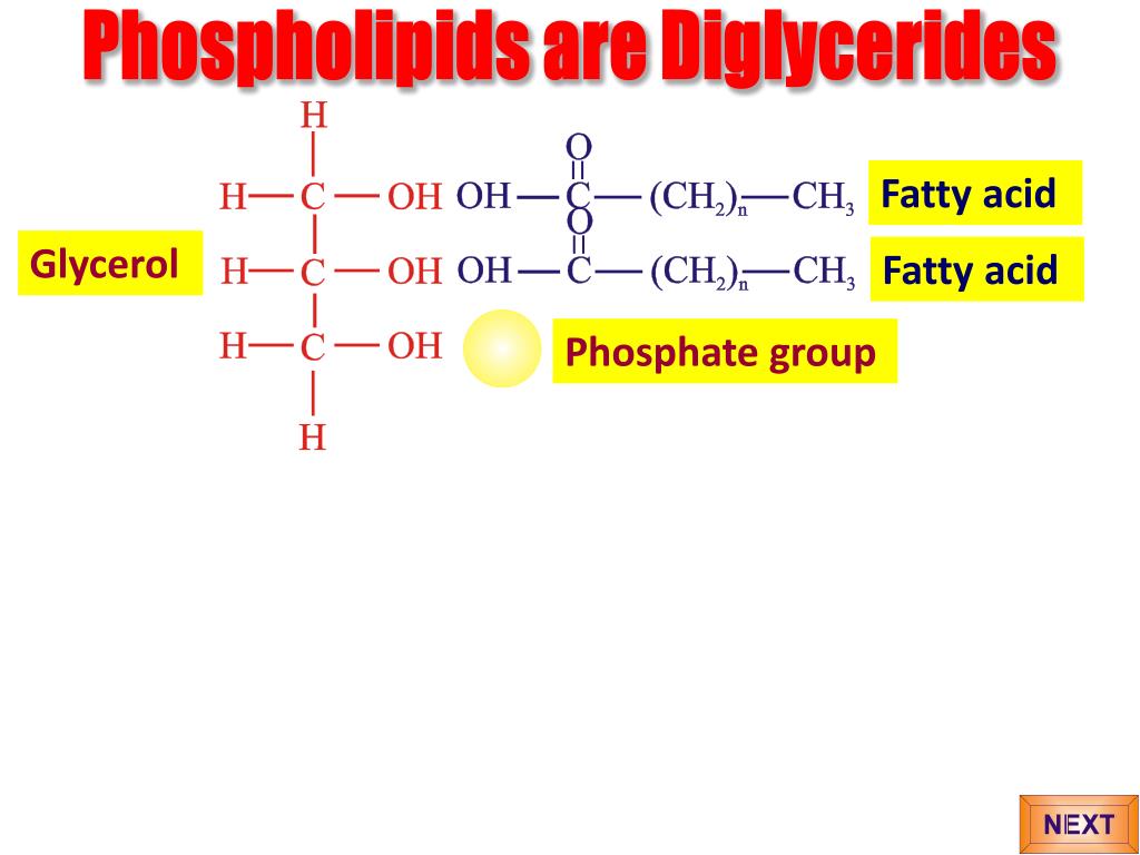 PPT Triglycerides PowerPoint Presentation, free download ID2785631