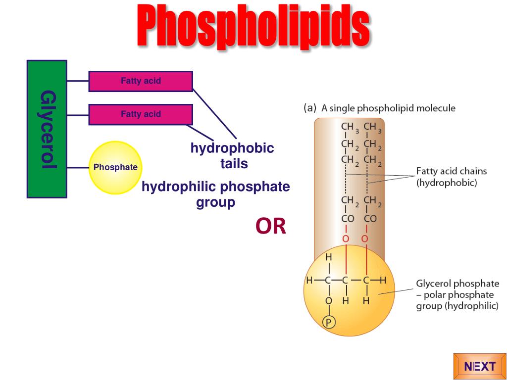 PPT Triglycerides PowerPoint Presentation, free download ID2785631