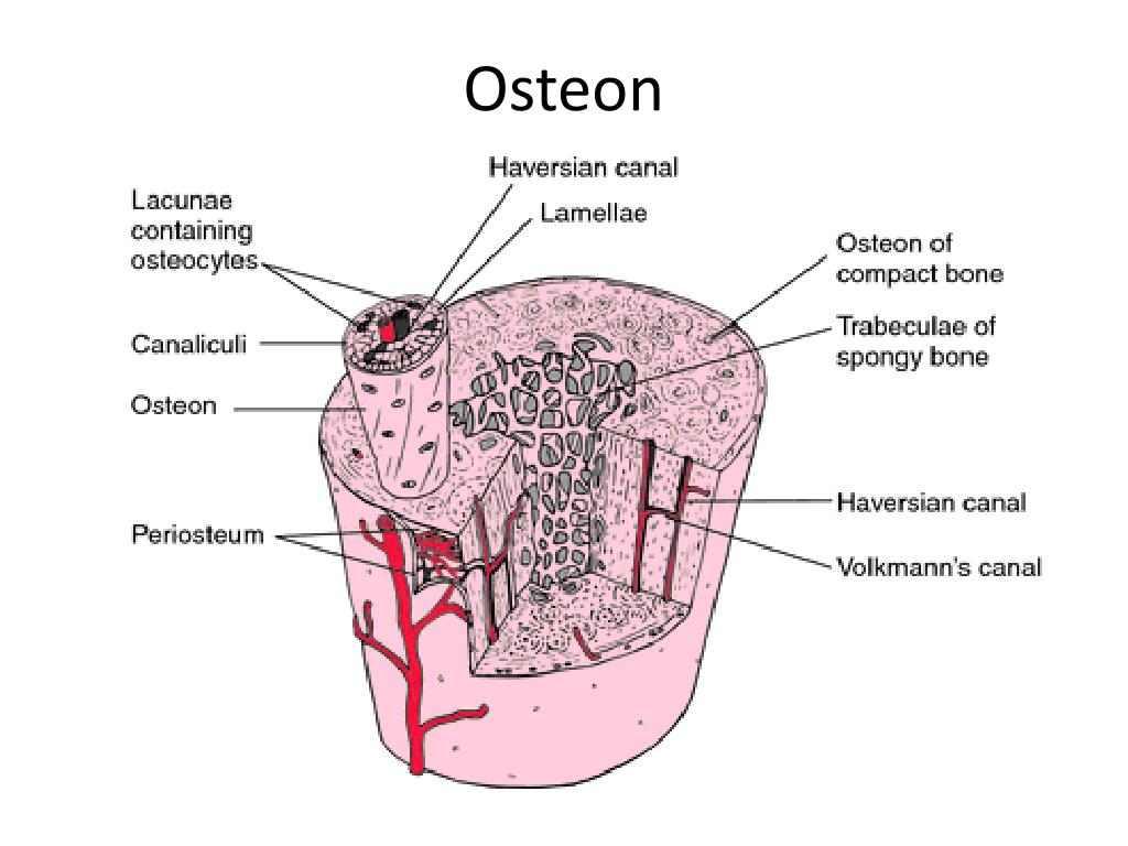 PPT - Skeletal System Overview PowerPoint Presentation, free download