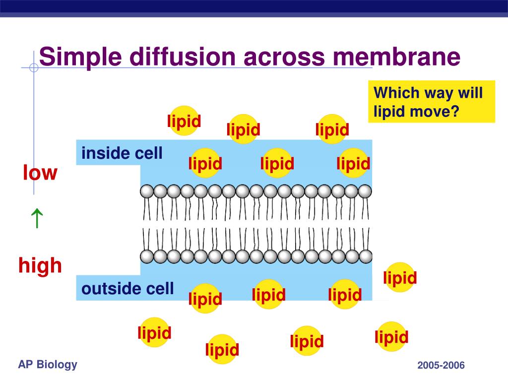 PPT Chapter 8. Movement across the Cell Membrane PowerPoint