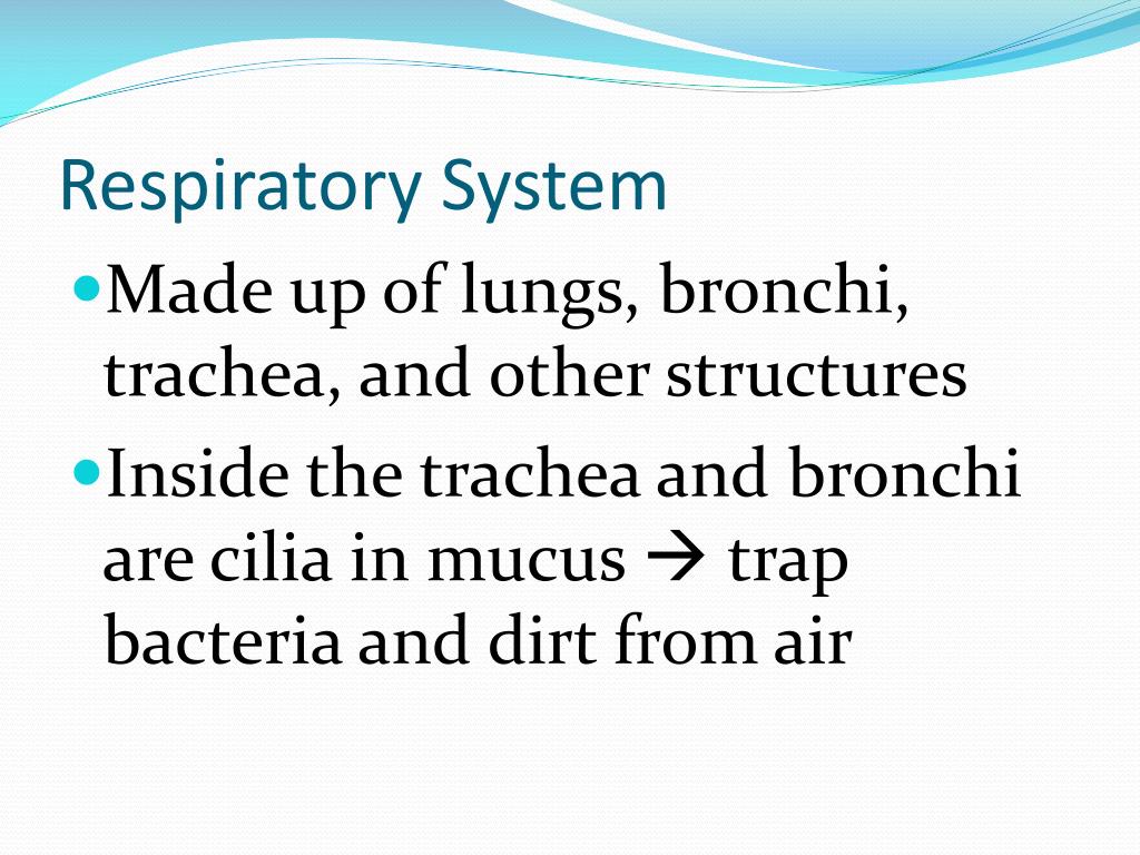 PPT The Respiratory System PowerPoint Presentation, free download
