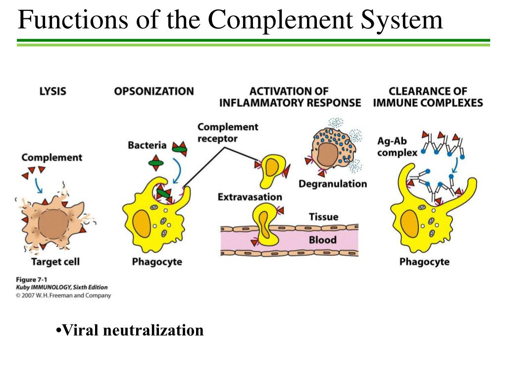 PPT Humoral and Cellular Immunity PowerPoint Presentation, free