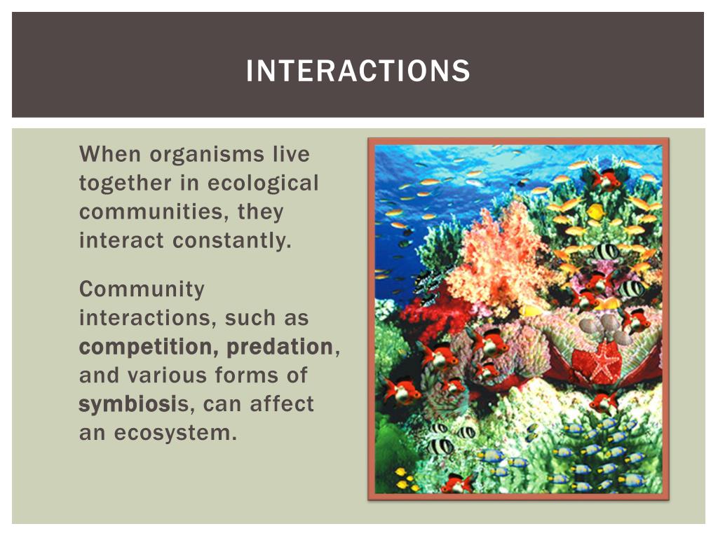 PPT Community ecology PowerPoint Presentation, free download ID2793543
