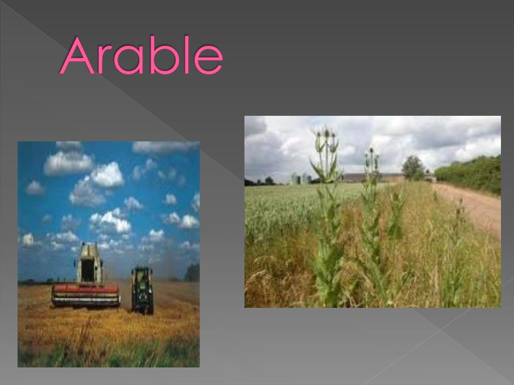 PPT Lexicon words Lesson 5 & 6 PowerPoint Presentation, free download ID2793692