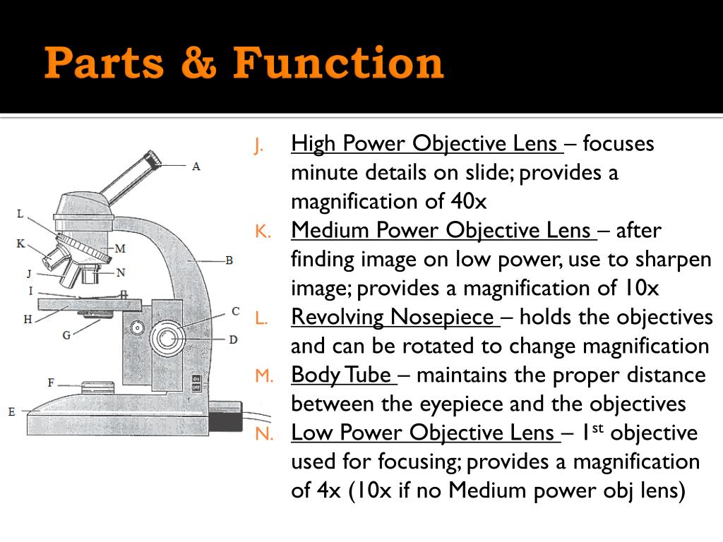 PPT Lab Safety & Using the Microscope PowerPoint