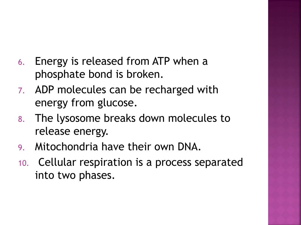PPT Cellular respiration true/false PowerPoint Presentation, free