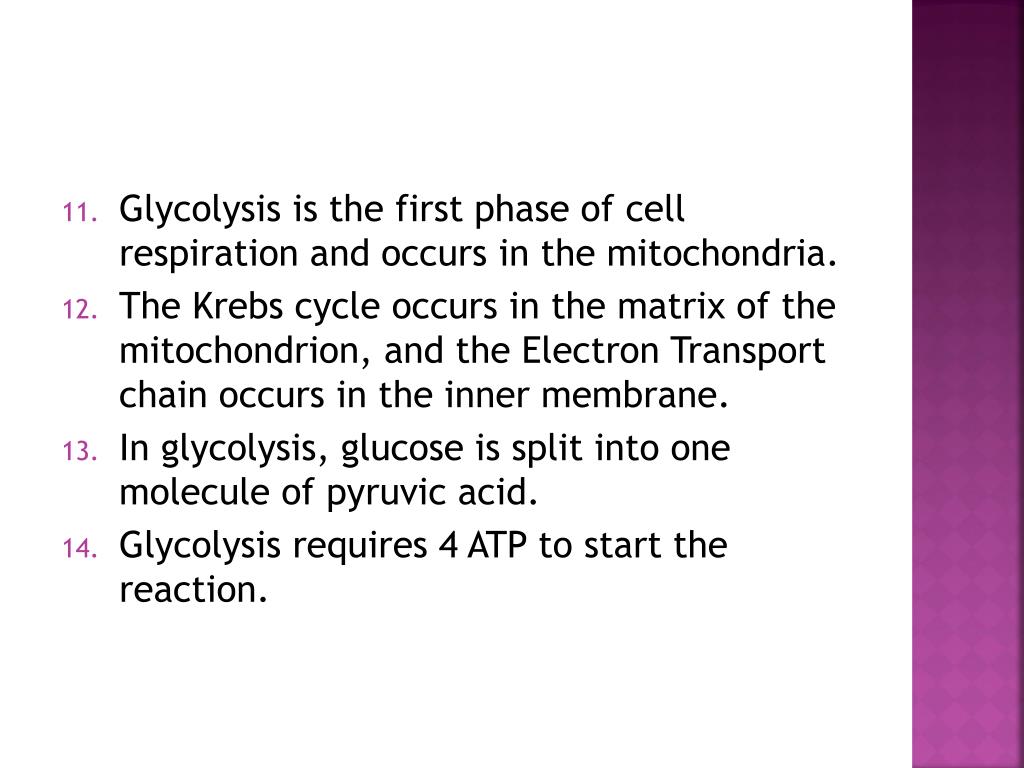 PPT Cellular respiration true/false PowerPoint Presentation, free