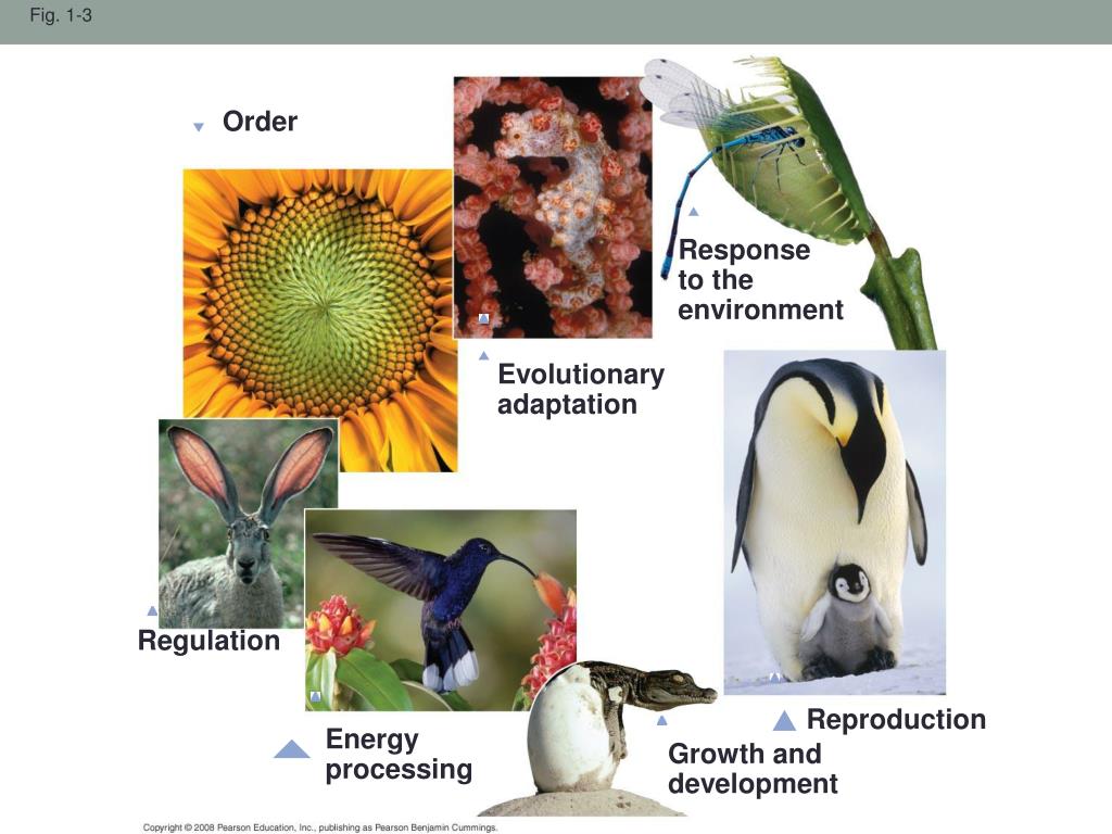 PPT Introduction Unifying Themes of Biology PowerPoint Presentation