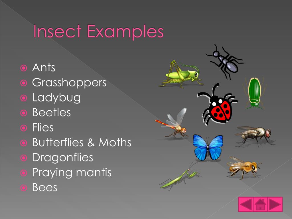 PPT Insects PowerPoint Presentation, free download ID2799359