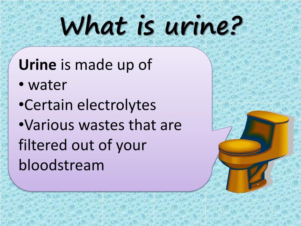 PPT Formation of Urine PowerPoint Presentation, free download ID