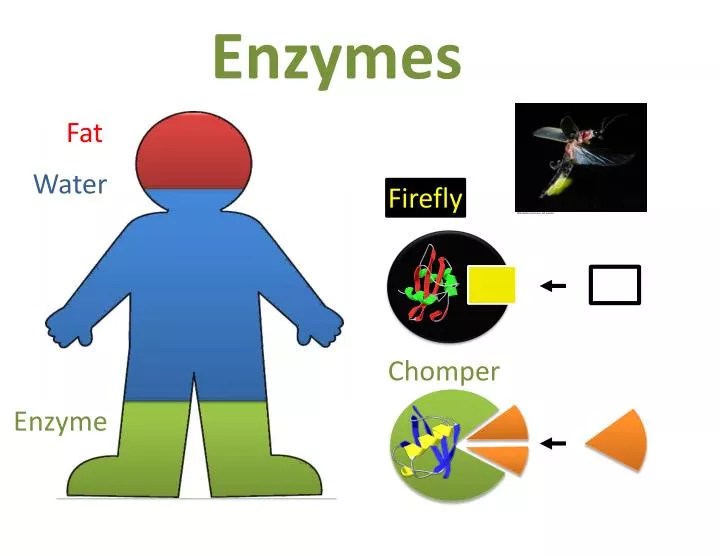 PPT Enzymes PowerPoint Presentation, free download ID2800409