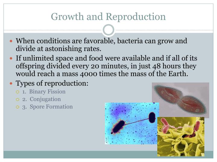 PPT Bacteria PowerPoint Presentation ID2800995