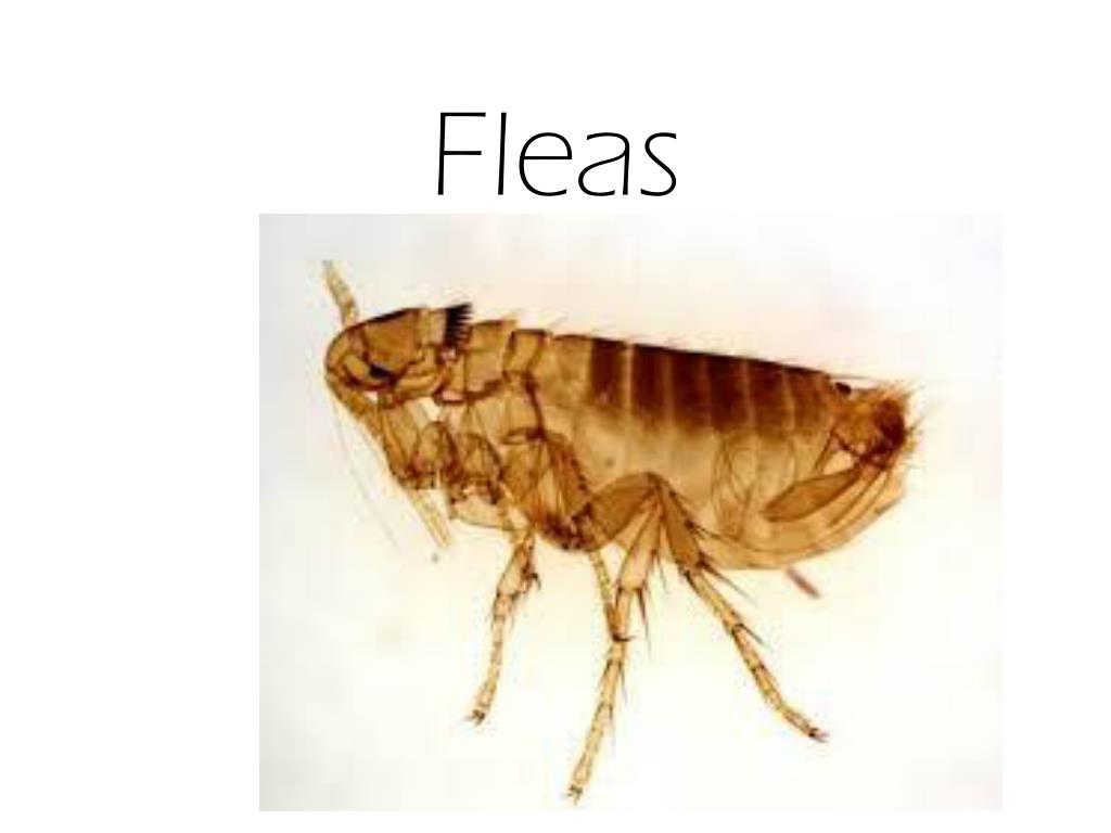 PPT Fleas PowerPoint Presentation, free download ID2802126