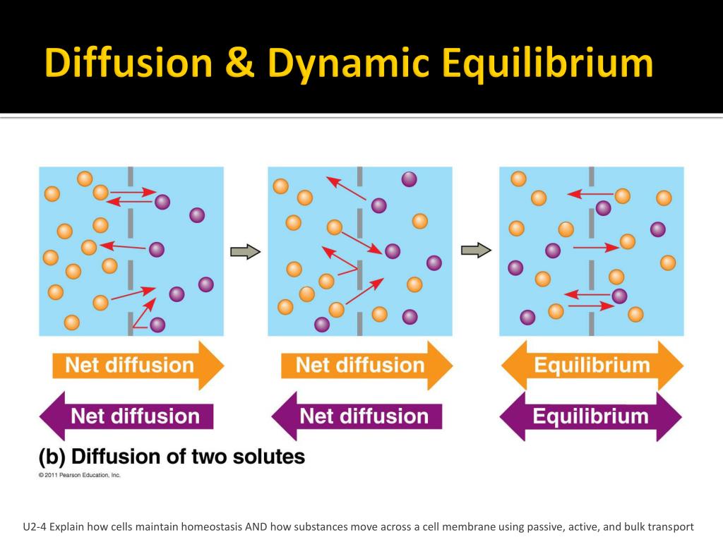 PPT Cell Membranes & Transport PowerPoint Presentation, free download