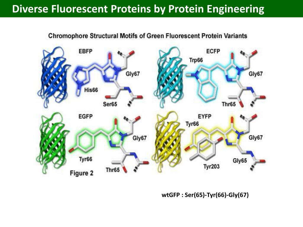PPT Fluorescent proteins PowerPoint Presentation, free download ID