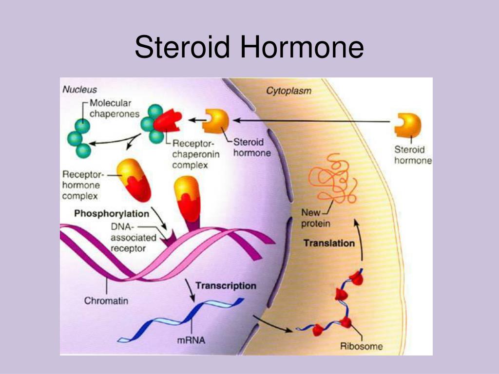PPT Notes 34.1 The Endocrine System PowerPoint Presentation, free