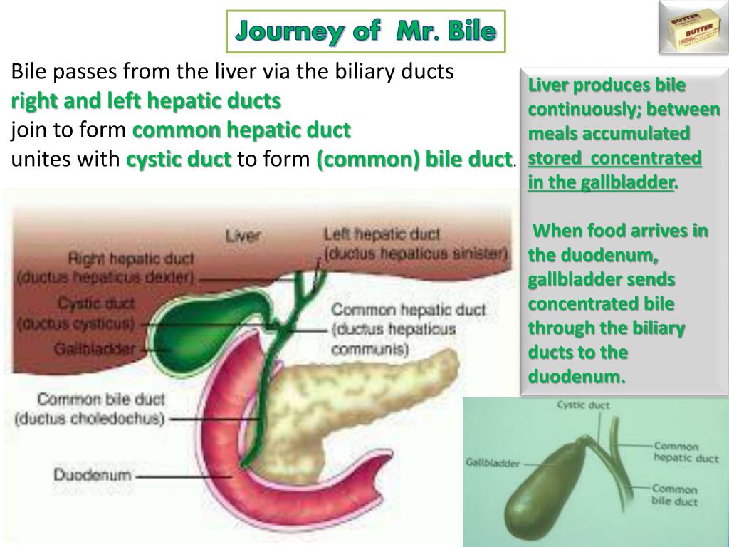 PPT ANATOMY OF THE DIGESTIVE SYSTEM PowerPoint Presentation, free