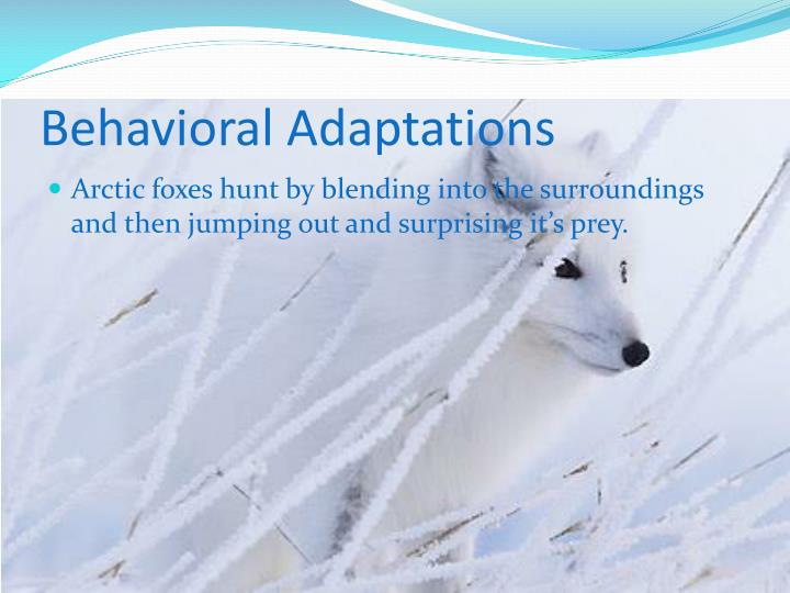 behavioral adaptation of an arctic fox How do arctic foxes adapt to the