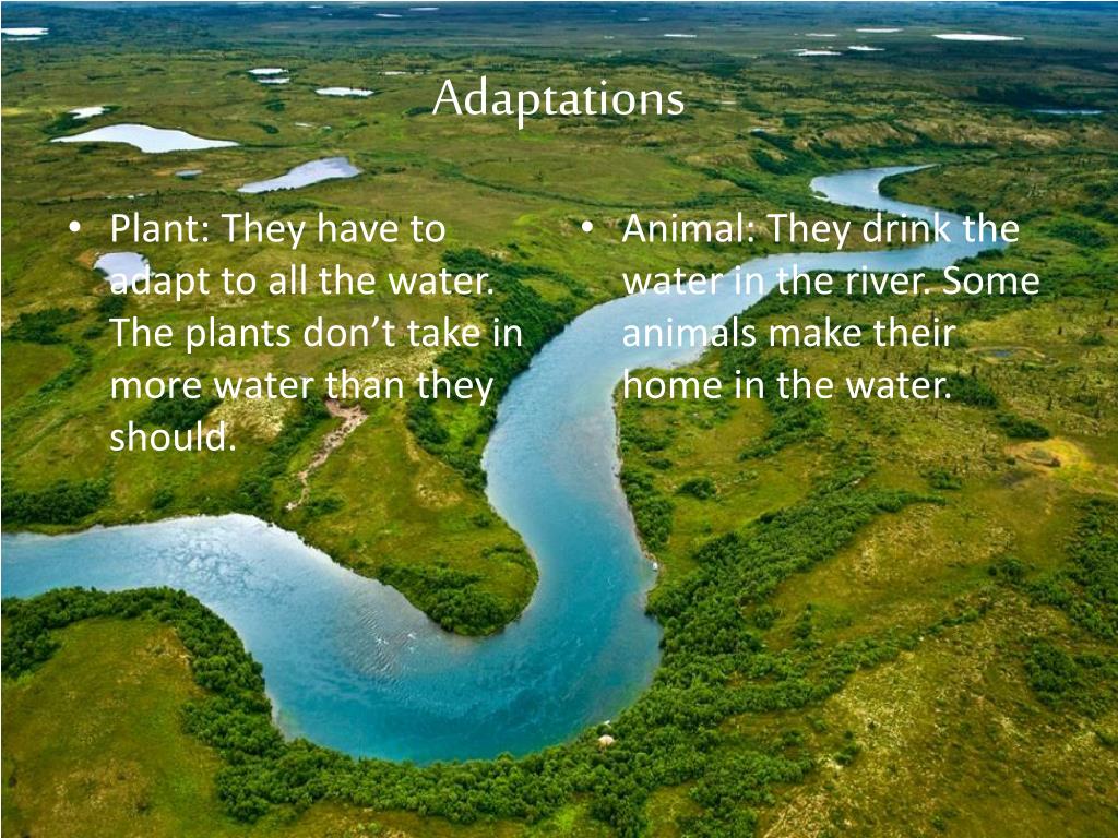 PPT Freshwater River Biome PowerPoint Presentation, free download