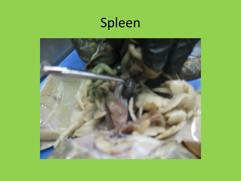 PPT GUIDE TO A FROG DISSECTION PowerPoint Presentation, free download ID2808922