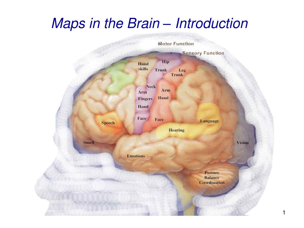 PPT Maps in the Brain Introduction PowerPoint Presentation, free