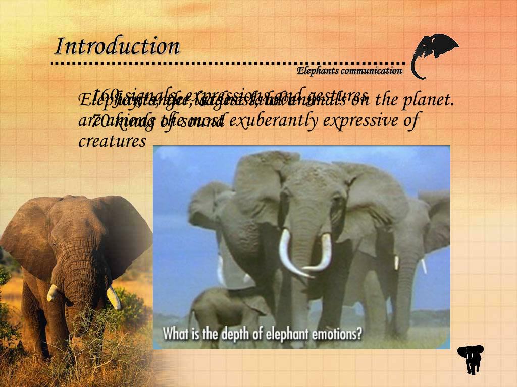 PPT Animal’s Behaviors Elephants Communication PowerPoint