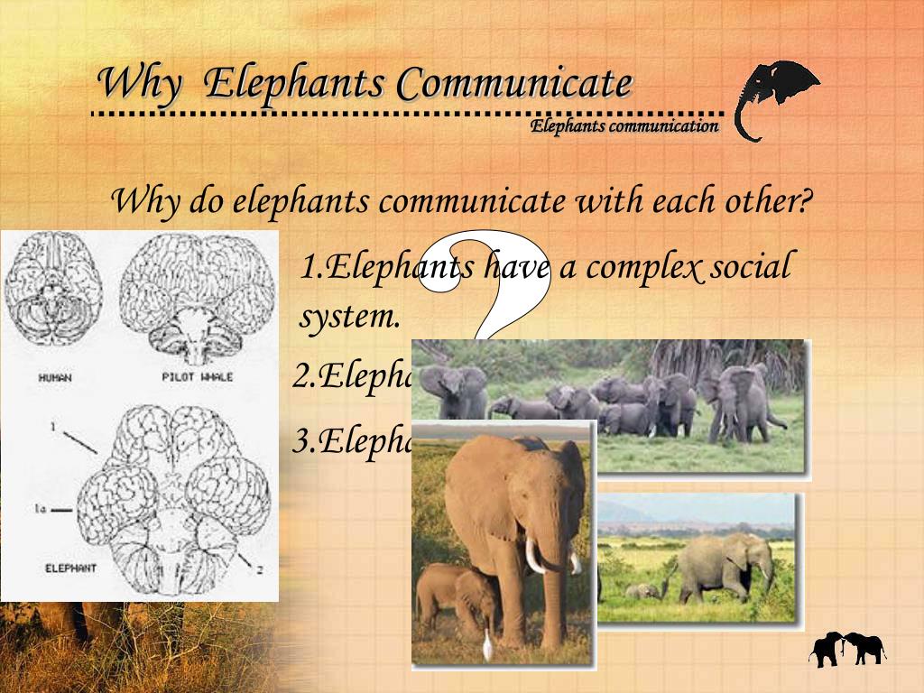 PPT Animal’s Behaviors Elephants Communication PowerPoint