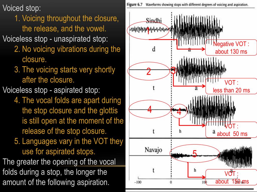 PPT Voice onset time (VOT) 塞音起嗓時機 PowerPoint Presentation ID2812263