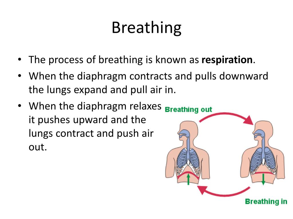 PPT Functions of the Respiratory System PowerPoint Presentation, free