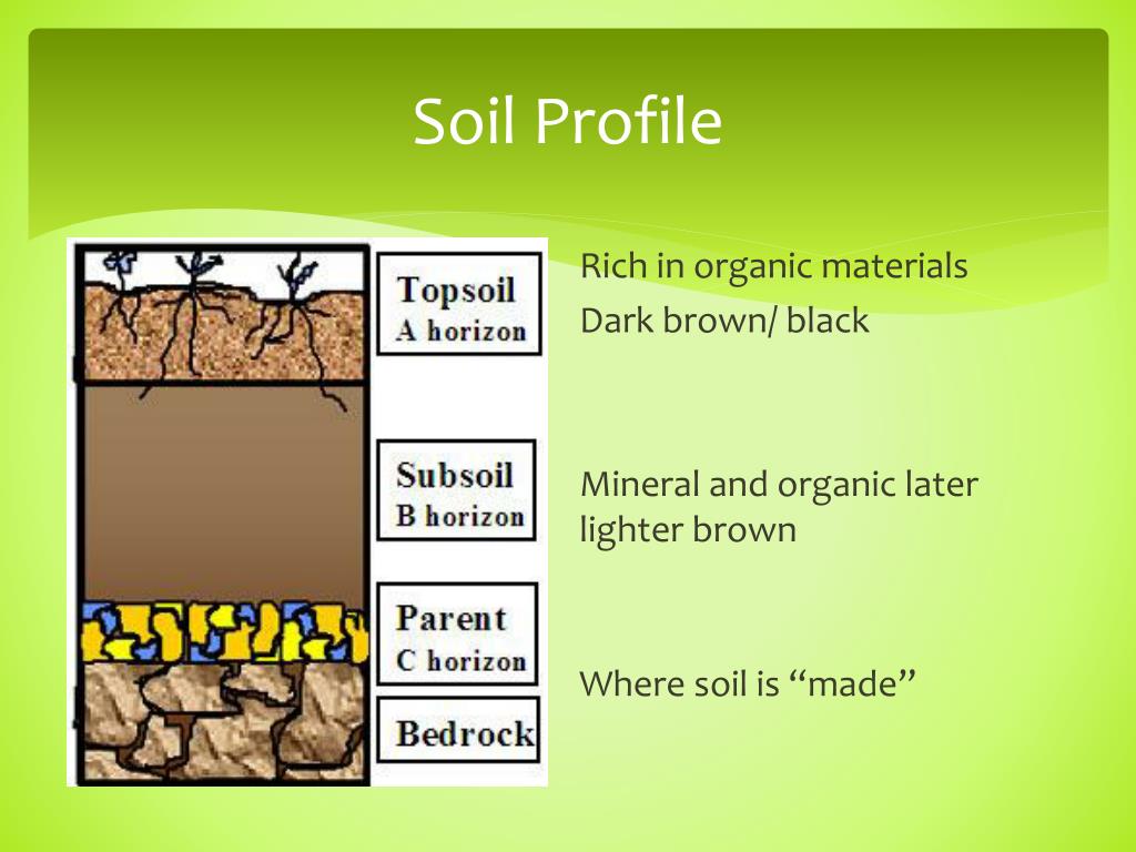 PPT Soil and Natural Vegetation PowerPoint Presentation, free
