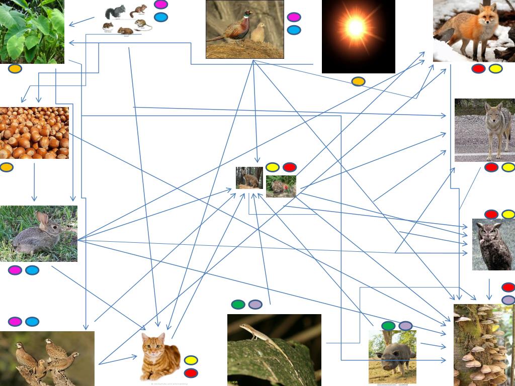PPT The Bobcats food web PowerPoint Presentation, free download ID