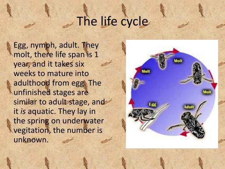 PPT Water Boatman PowerPoint Presentation ID2820249