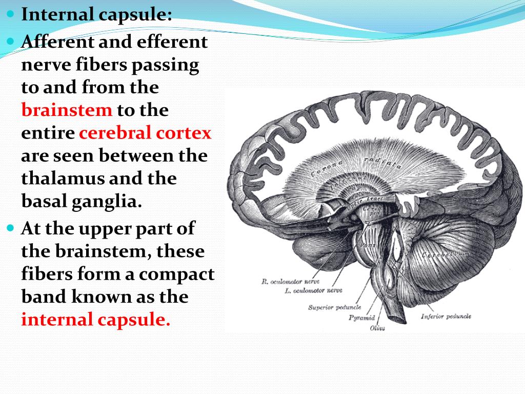PPT Internal Capsule PowerPoint Presentation, free download ID2821476