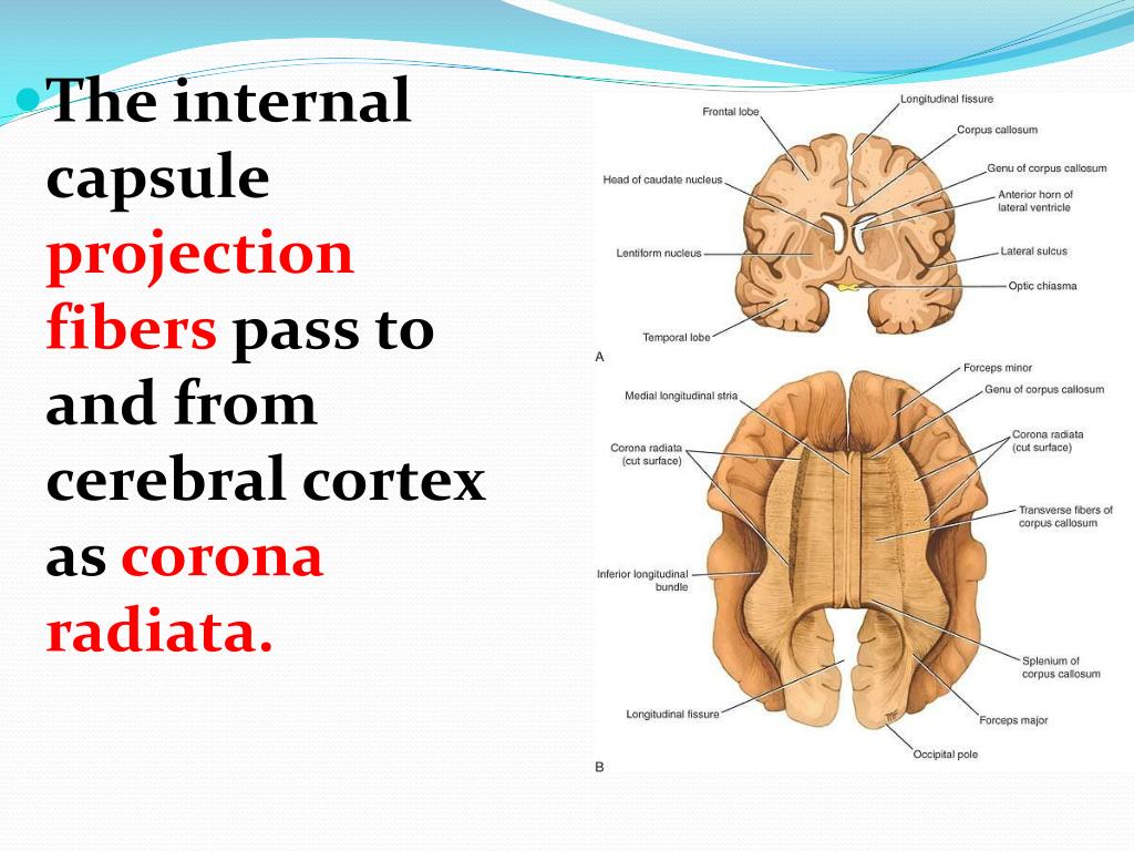 PPT Internal Capsule PowerPoint Presentation, free download ID2821476