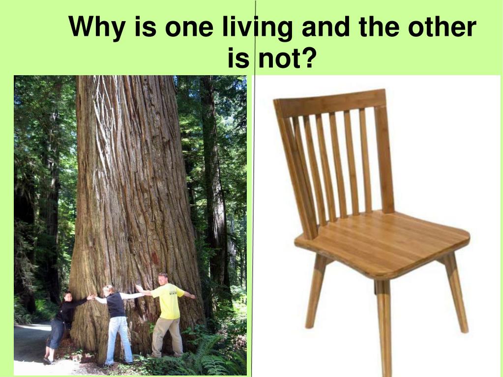 PPT What makes something a living thing? PowerPoint Presentation