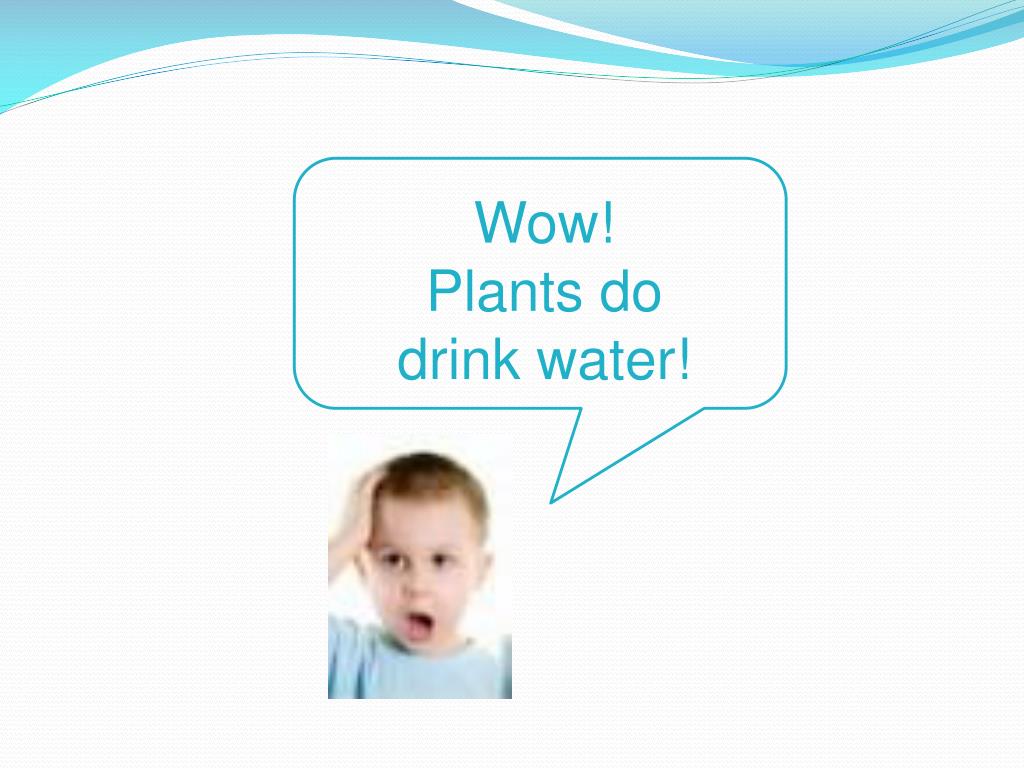 PPT How do Plants Drink Water? PowerPoint Presentation, free download