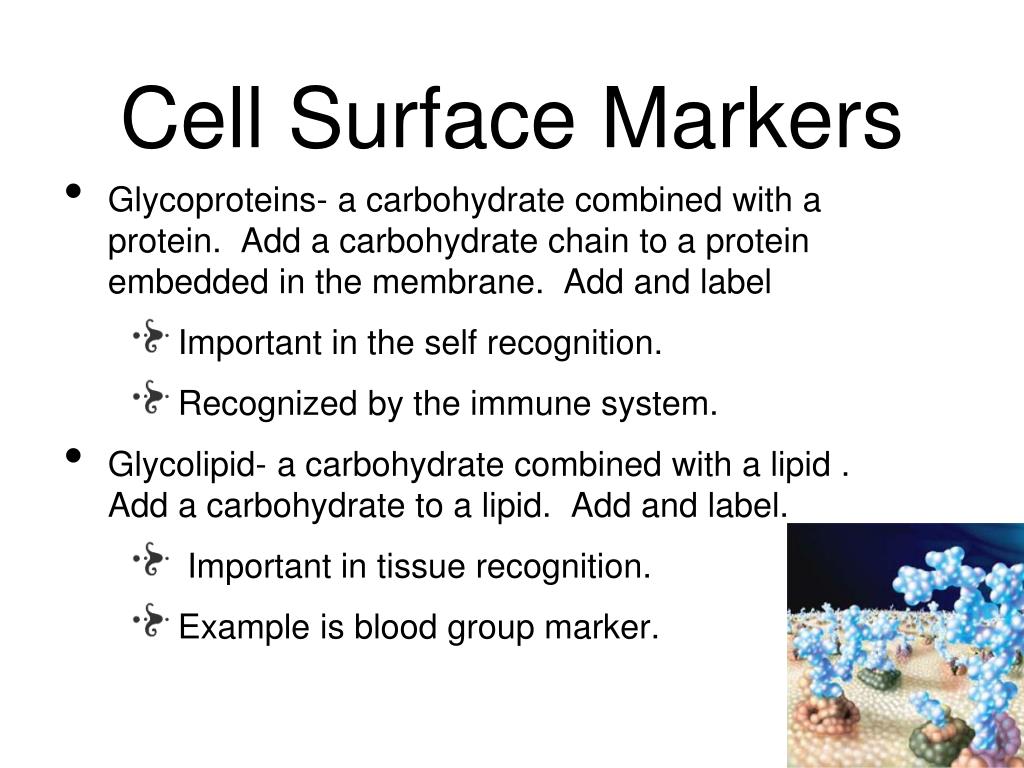 PPT Cell Membranes PowerPoint Presentation, free download ID2825652