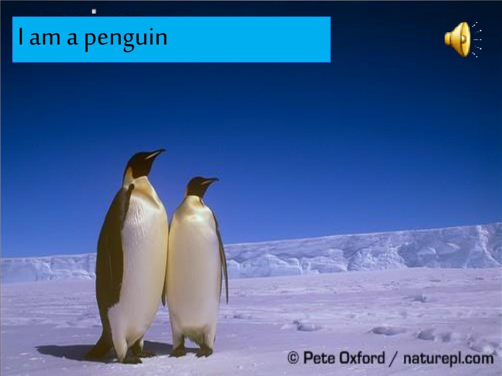 PPT What animal am I? PowerPoint Presentation, free download ID2825958