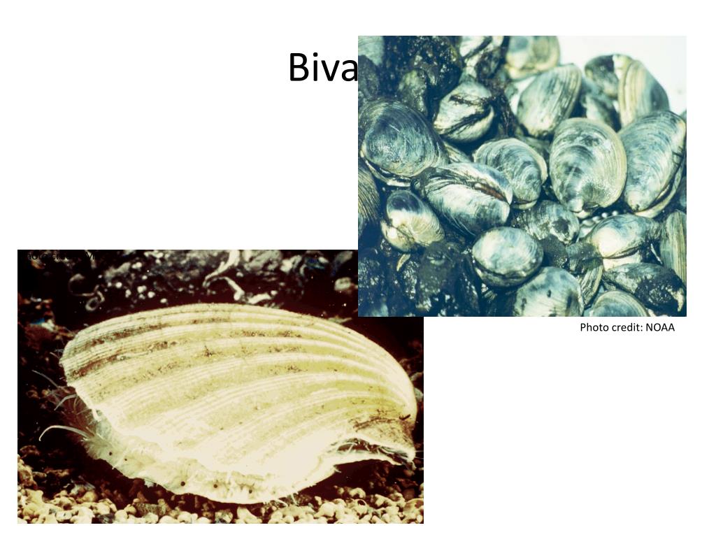 PPT Bivalves PowerPoint Presentation, free download ID2826540