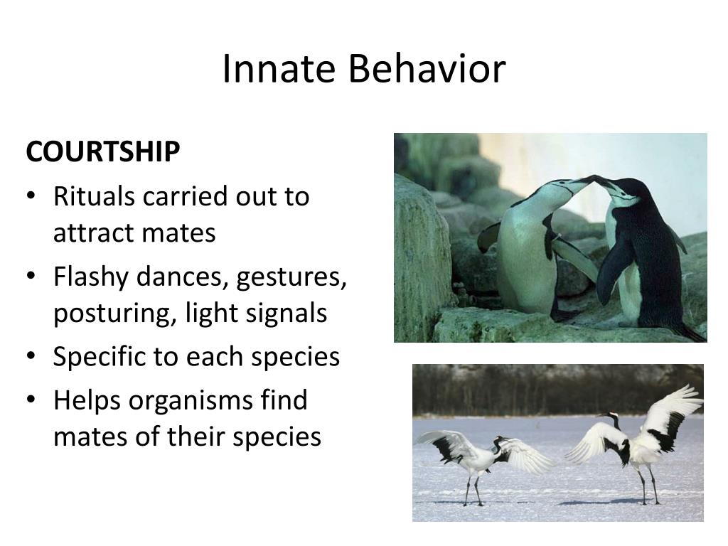 PPT ANIMAL BEHAVIOR Behavior…anything an animal does in