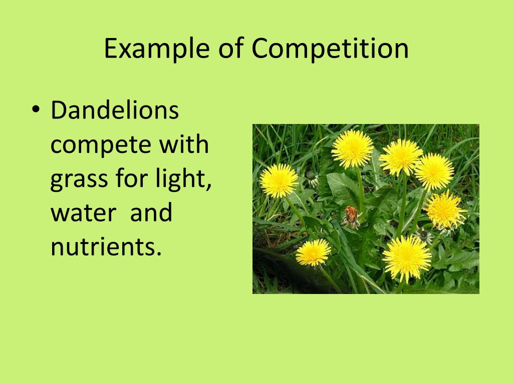 PPT Biotic Interactions in an Ecosyste m PowerPoint Presentation