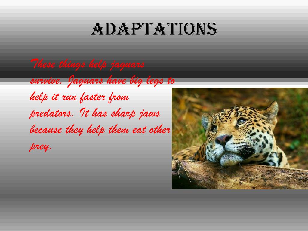 PPT Jaguar in the Rainforest PowerPoint Presentation, free download ID2829418